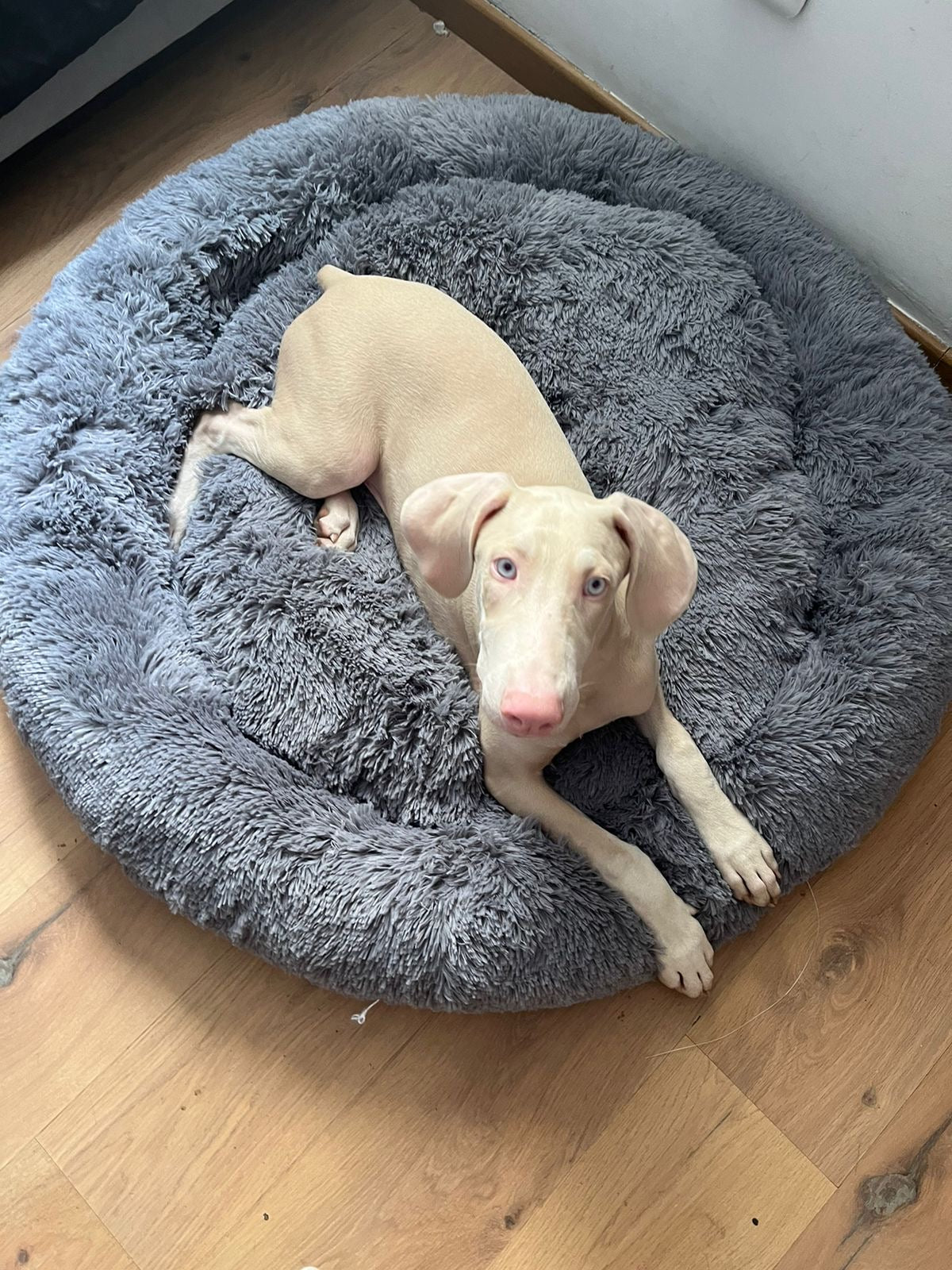 Cama Donut Antiestrés para Mascotas Talla XL