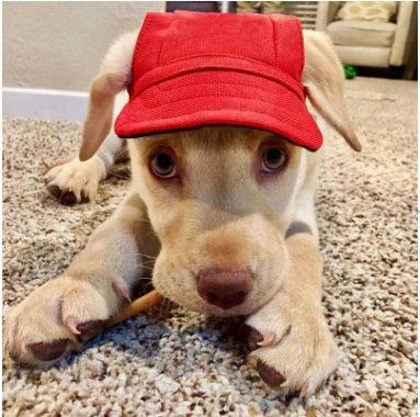 Gorras para Mascotas
