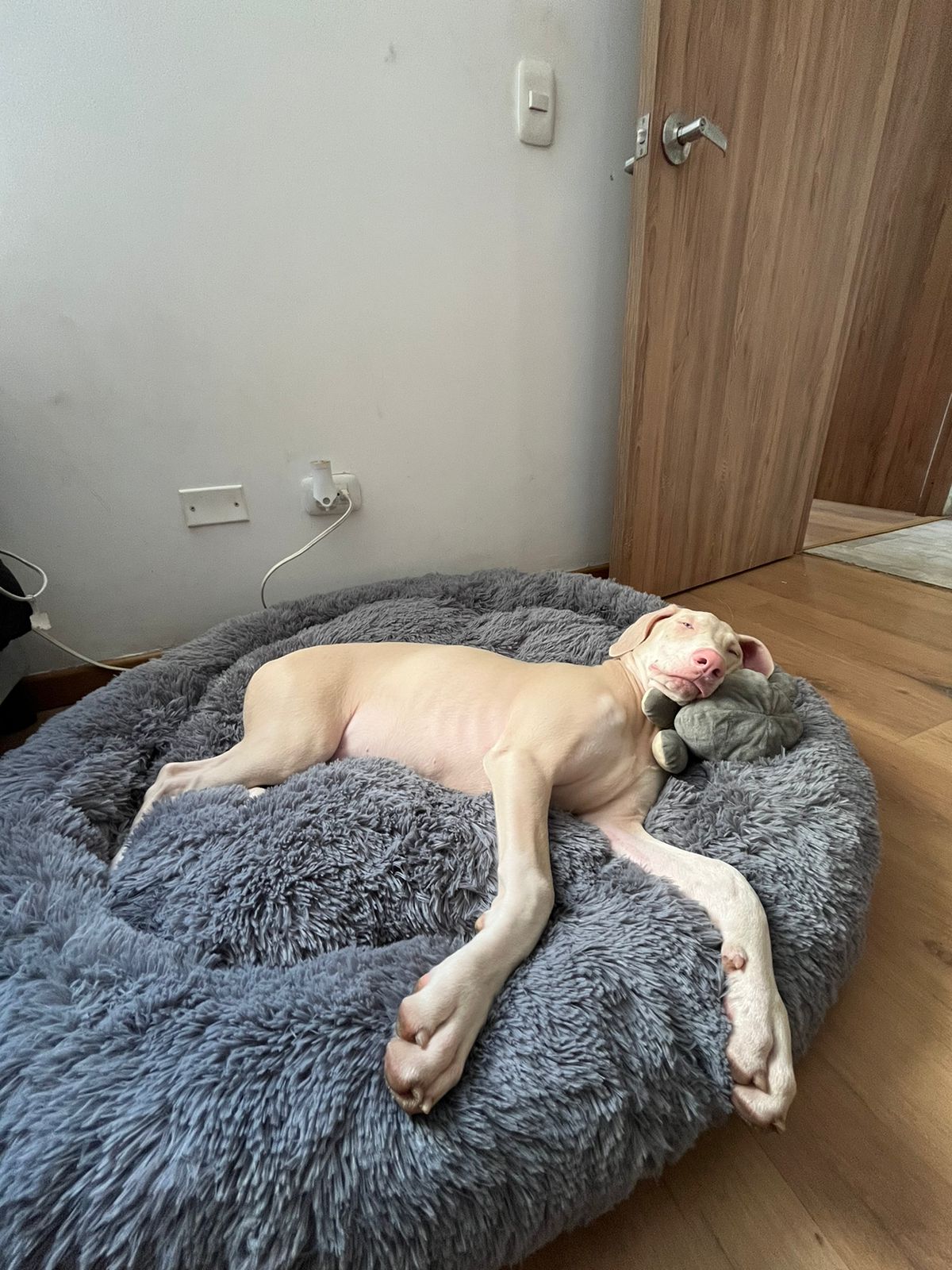 Cama Donut Antiestrés para Mascotas Talla XL