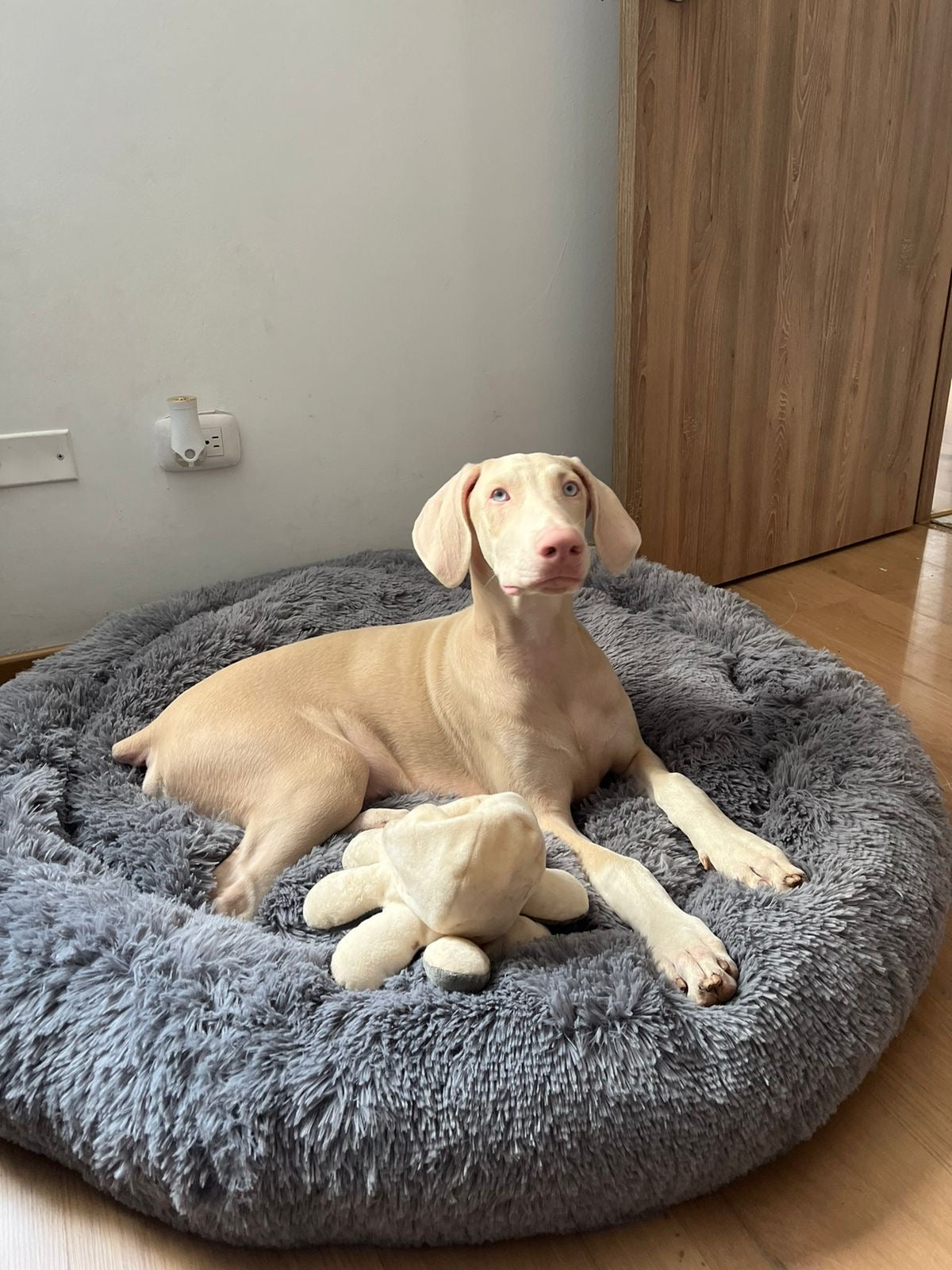 Cama Donut Antiestrés para Mascotas Talla XL