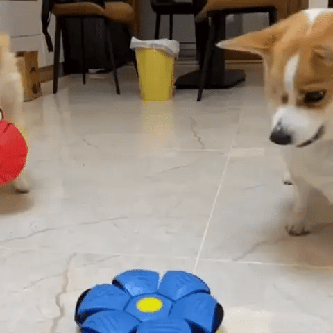 Phlat Ball - Pelota Voladora Mascotas