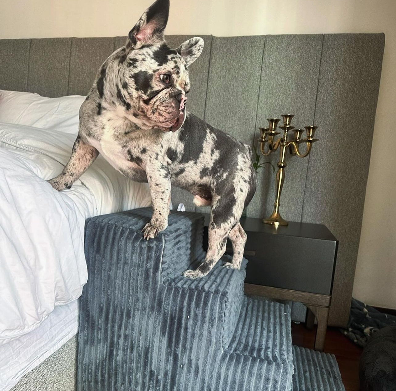 Escalera para Mascotas 4 peldaños