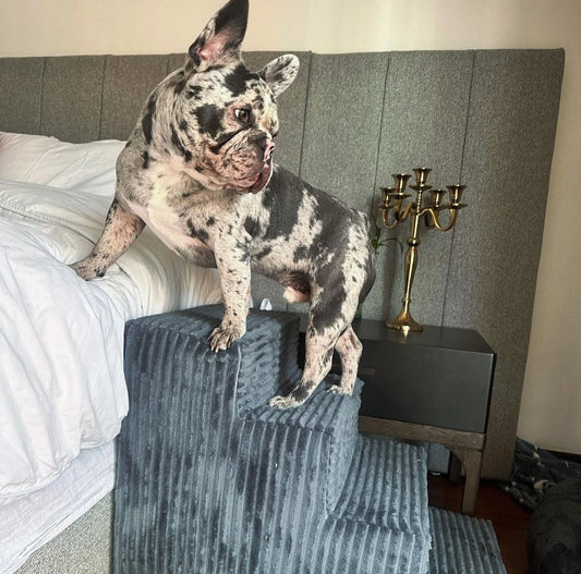 Escalera para Mascotas 4 peldaños